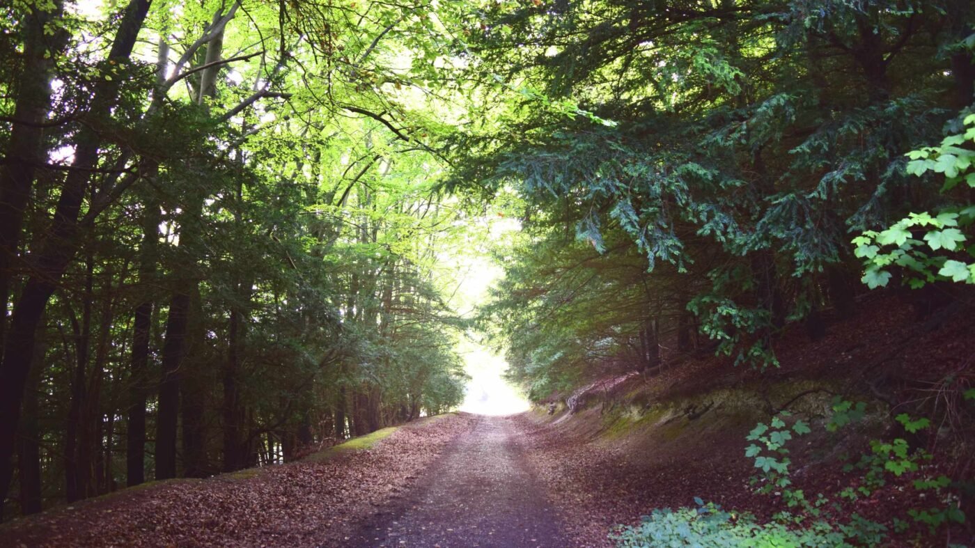 Forest walk North Downs