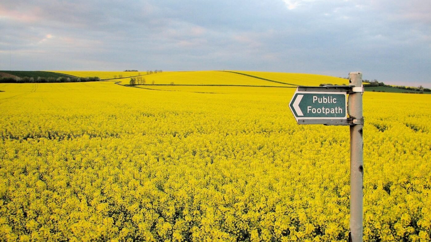 yellow flower field