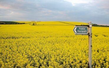 yellow flower field